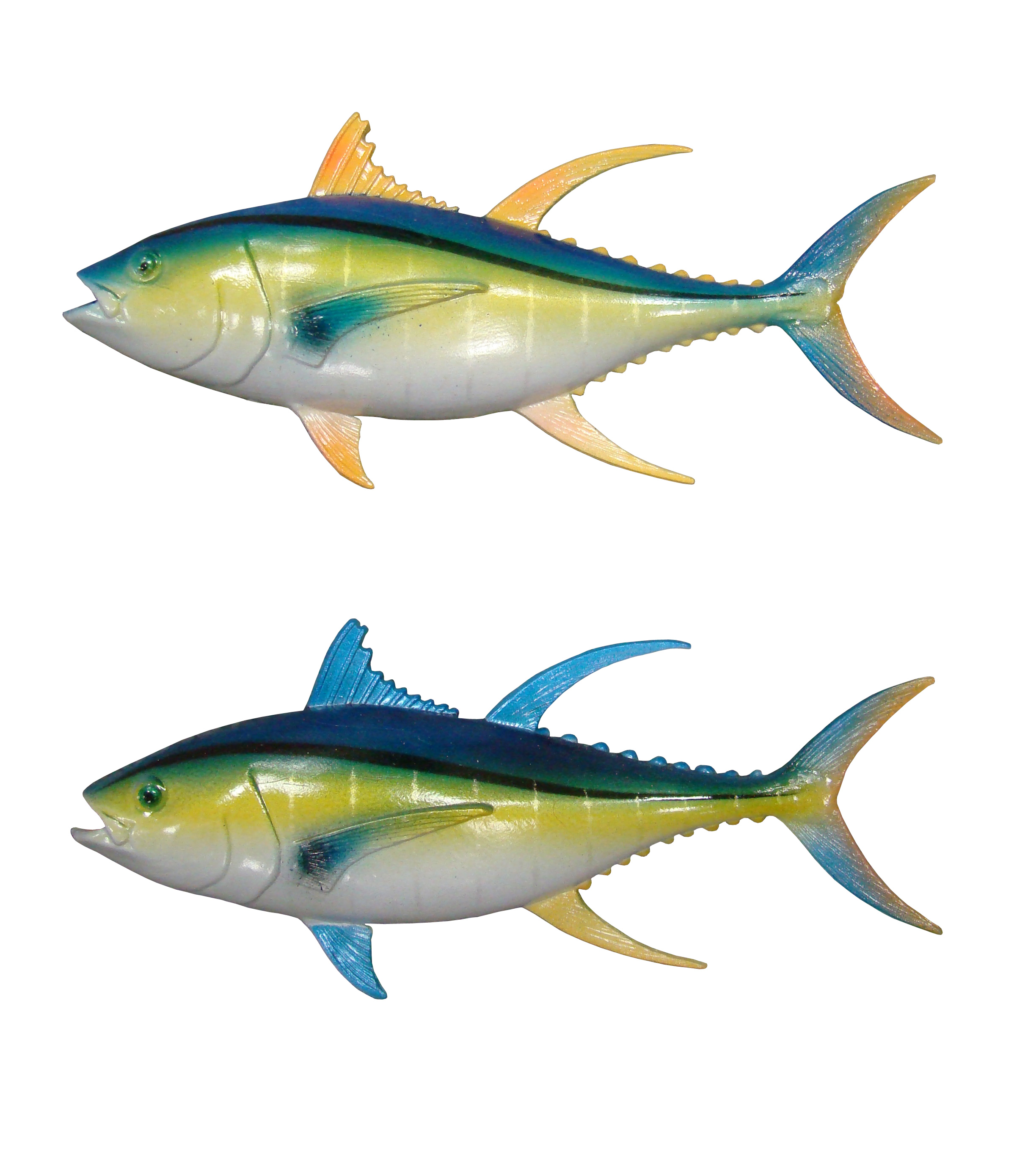 Bluefin and Yellowfin Tuna Magnets