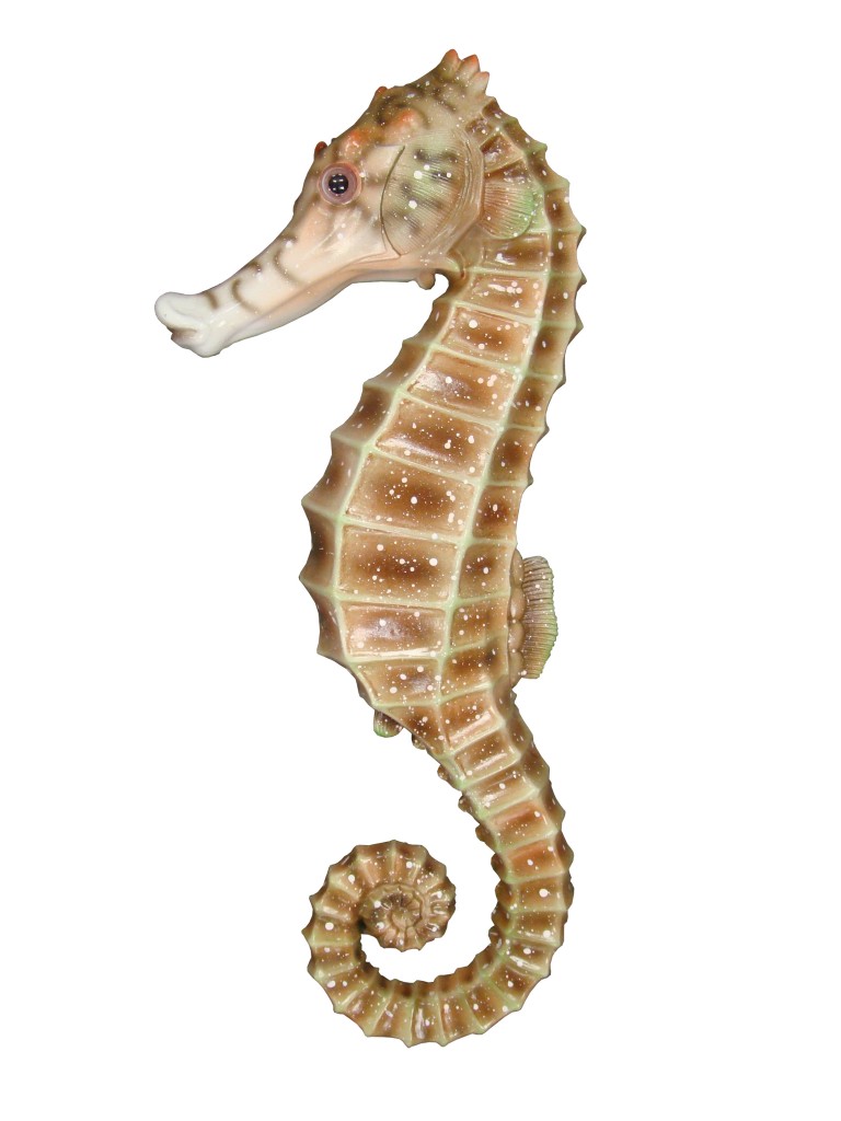 Seahorse