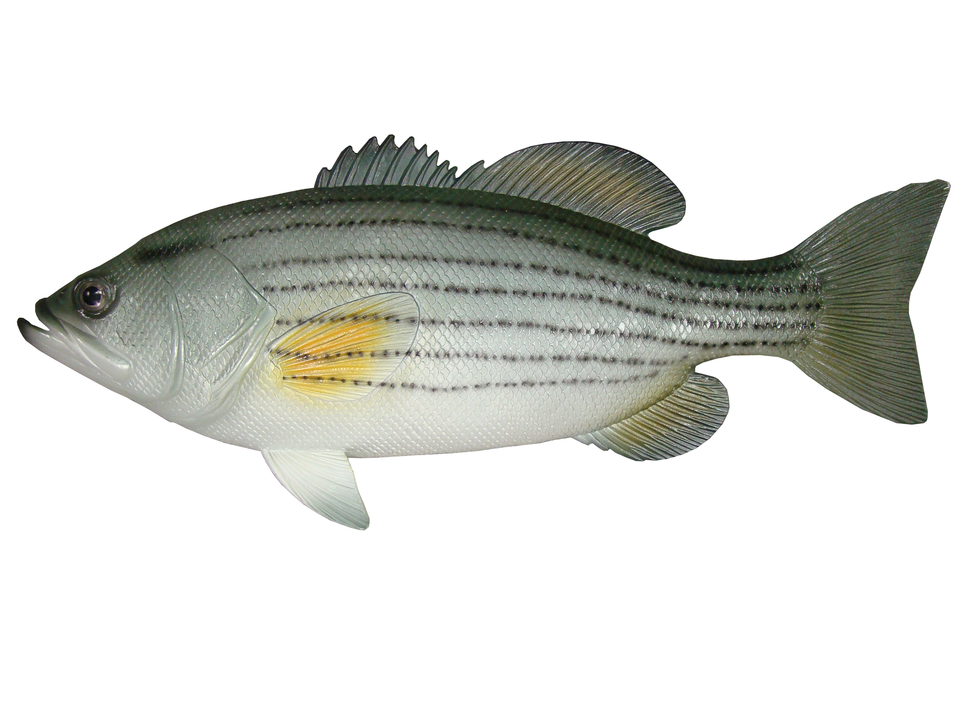 Stripped Bass